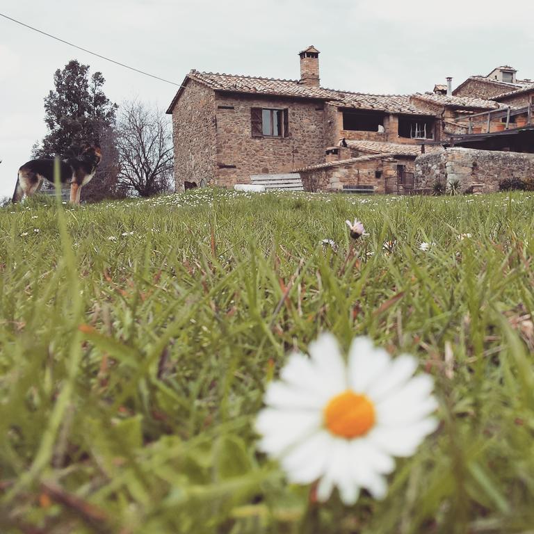 Agriturismo Il Cocco Villa Montalcino Exterior foto